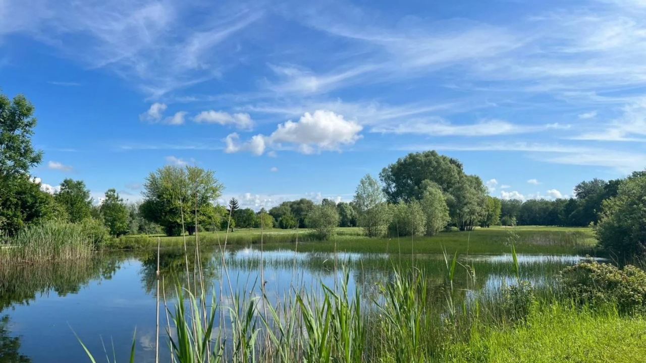 Étang bordé de roseaux et fairway arboré au Golf de la Forêt d’Orient