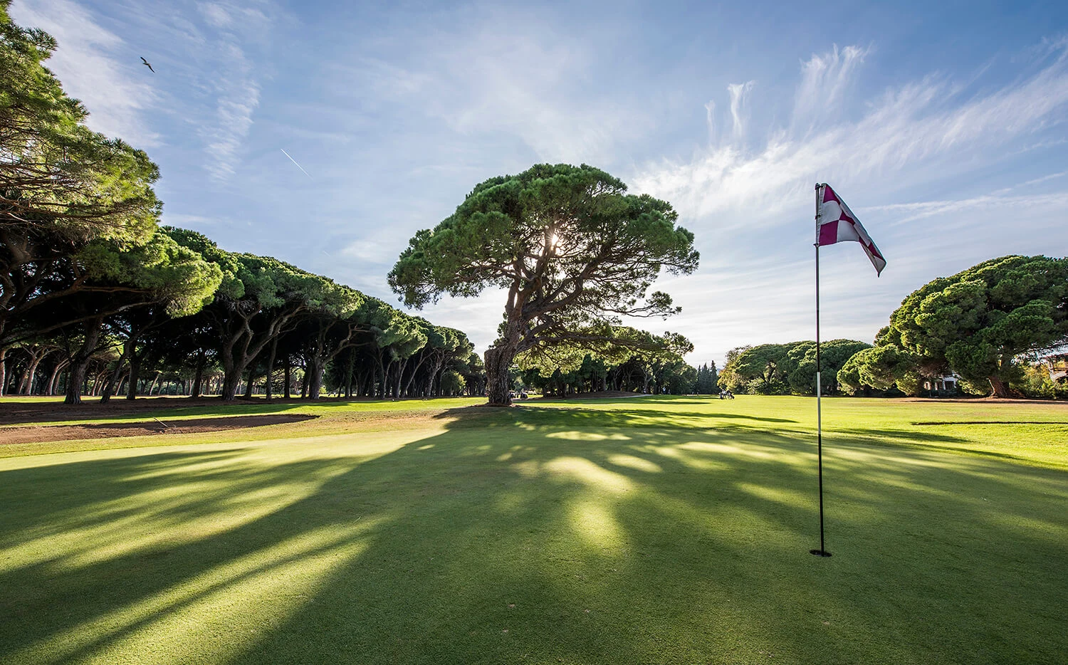 Green avec drapeau, grand pin parasol et allées boisées.