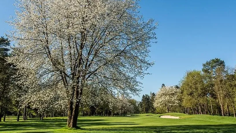Golf d'Apremont — arbre en fleurs sur le parcours
