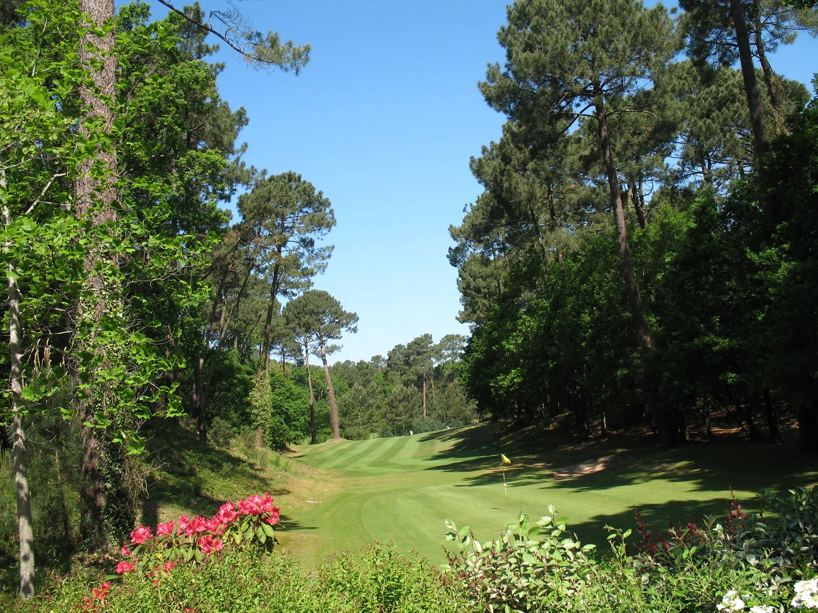 Fairway boisé du Golf de Biscarrosse, avec des fleurs au premier plan.
